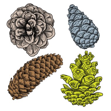 Çam kozalakları skeçler kümesi