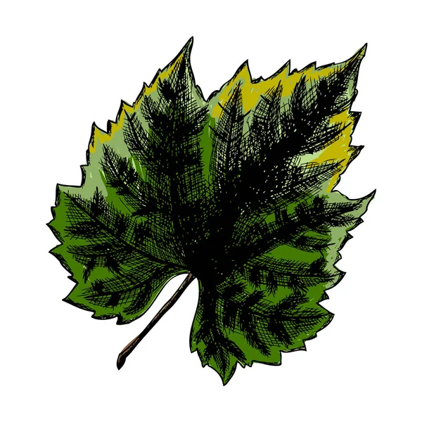 Dibujo tintado de hoja de uva — Vector de stock