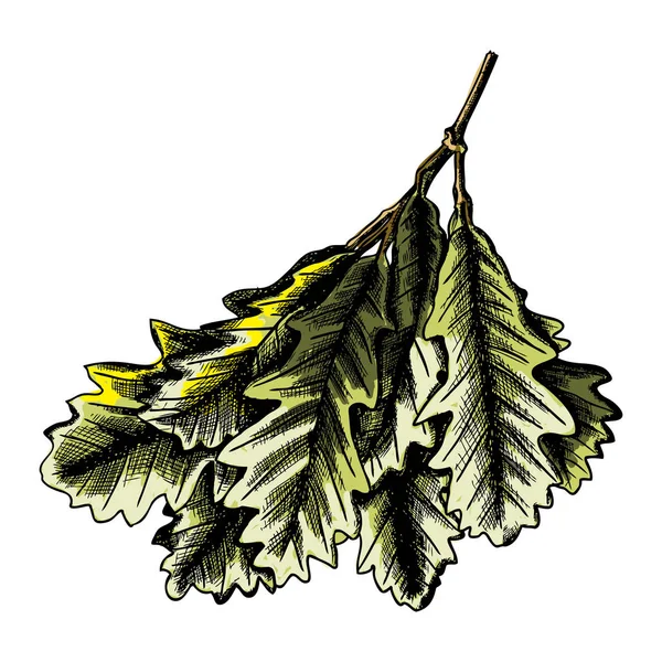 Feuilles de chêne rustique dessinées — Image vectorielle