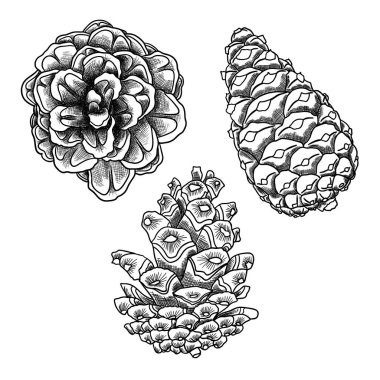 Set of pine cones sketches clipart