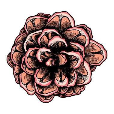 Elle çizilmiş çam kozalağı