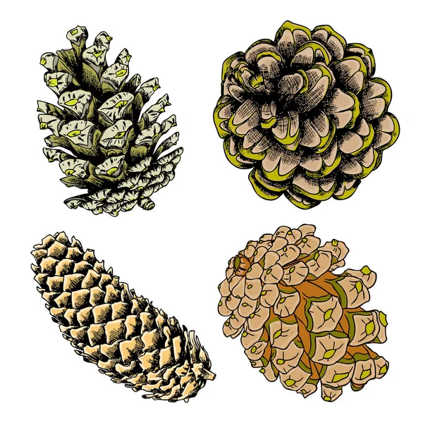 Conjunto de cones de pinheiro desenhados à mão — Fotografia de Stock