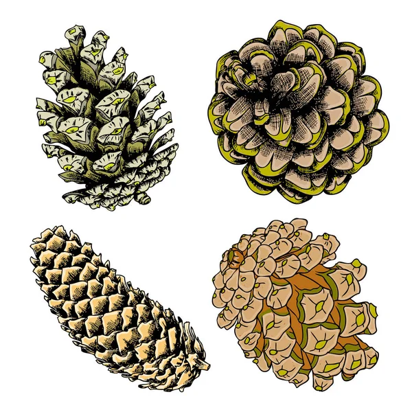 손으로 그린 소나무 콘의 집합 — 스톡 사진