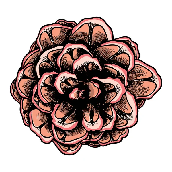 Elle çizilmiş çam kozalağı