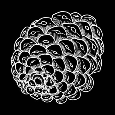 Hand drawn pine cone vector