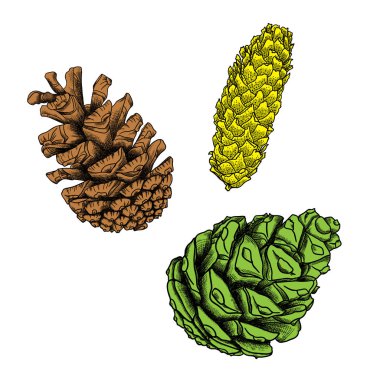 Set of pine cone sketches clipart