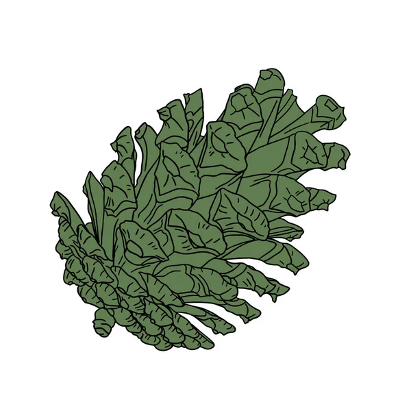 Cono de pino dibujado a mano — Vector de stock