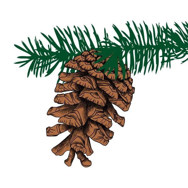 Cône de pin dessiné à la main — Image vectorielle