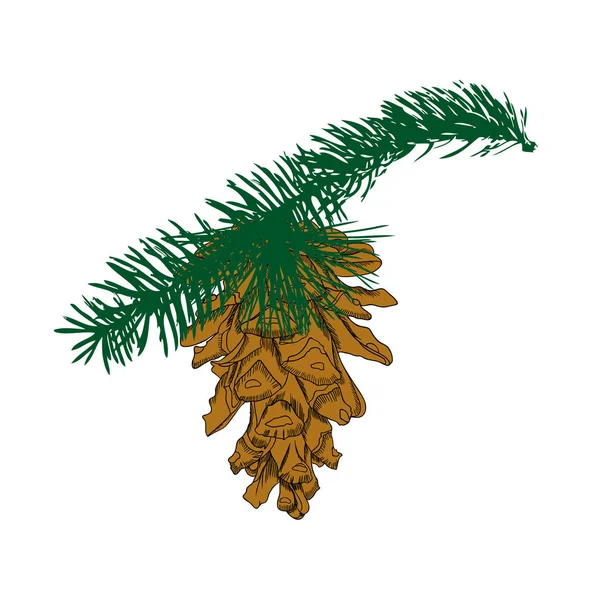Cone de pinheiro desenhado à mão —  Vetores de Stock