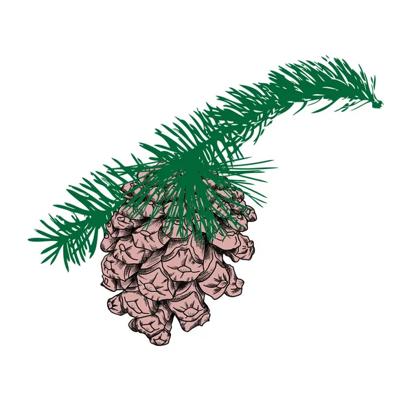 Cone de pinheiro desenhado à mão — Vetor de Stock