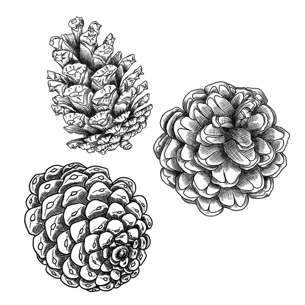 Conjunto de bocetos de cono de pino — Vector de stock