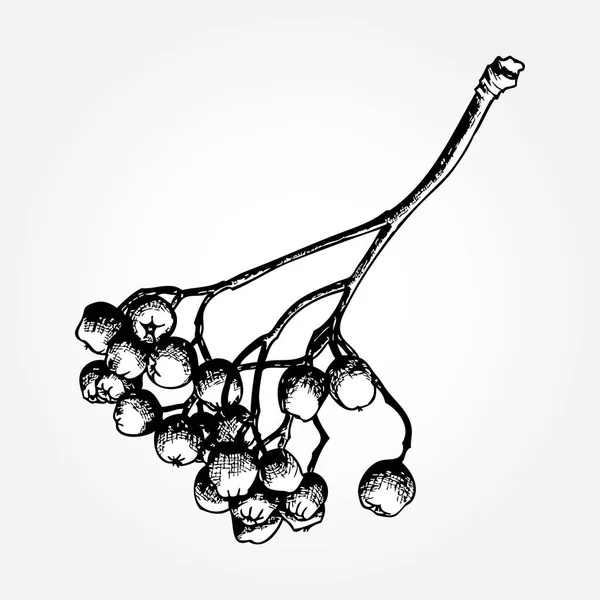 Elle çizilmiş Mürekkeplenmiş rowan berry — Stok Vektör
