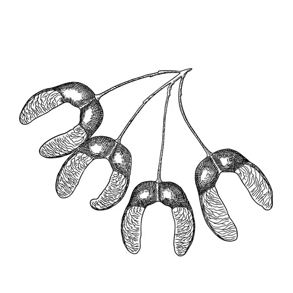 Mürekkep rustik akçaağaç tohumu kroki