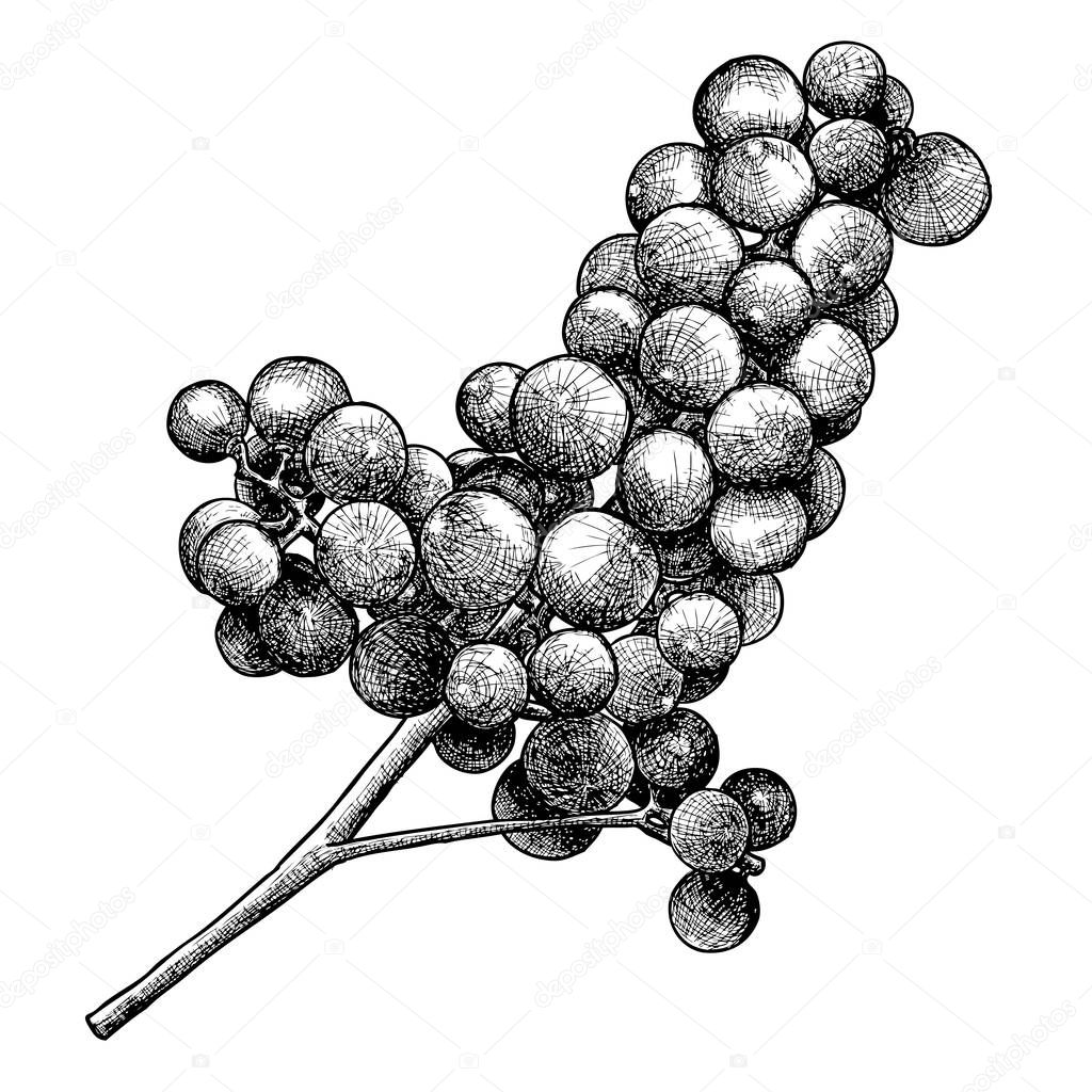 Ink drawing of grapes