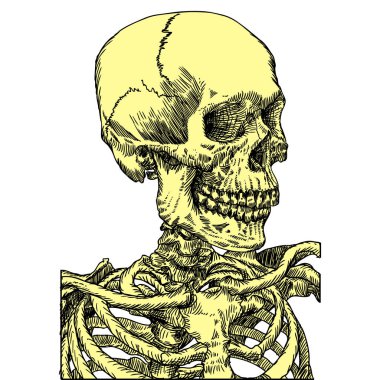 Anatomik kafatası el çizilmiş kroki