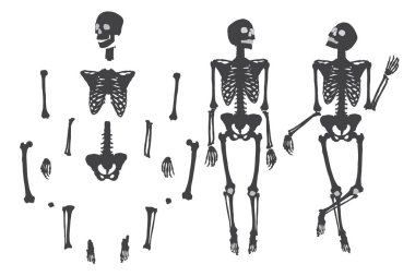 Human skeleton set clipart