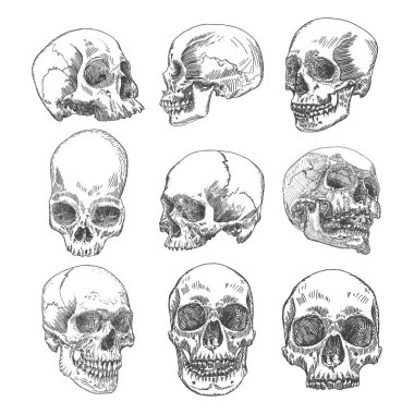 Anatomik kafatası skeçler kümesi