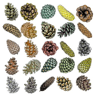Set of hand drawn pine cones clipart
