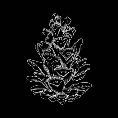 Çam koni el çizilmiş kroki