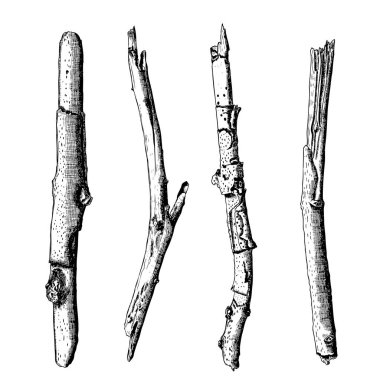 Elle çizilmiş ahşap dal kümesi