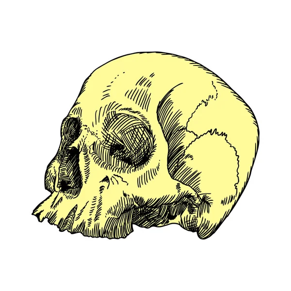 Handgezeichnete Skizze des anatomischen Schädels — Stockvektor