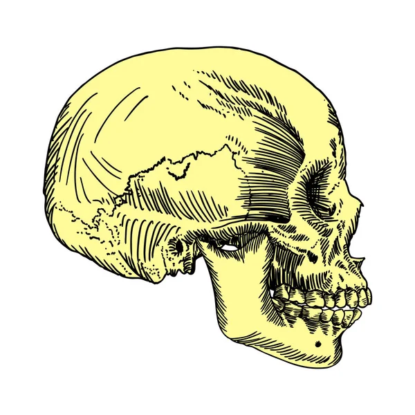 Crânio anatômico esboço desenhado à mão — Vetor de Stock