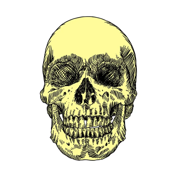 Anatomische schedel hand getrokken schets — Stockvector