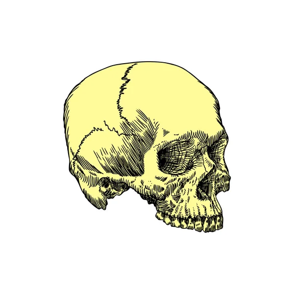 Anatomik kafatası el çizilmiş kroki — Stok Vektör