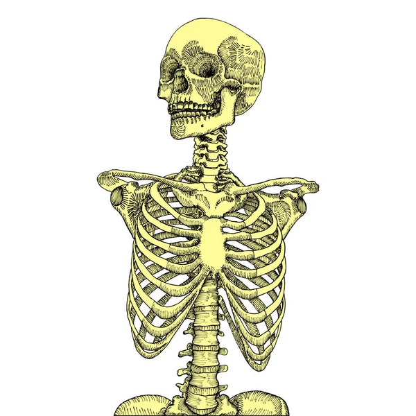 Gabbia toracica anatomica disegnata a mano con teschio — Vettoriale Stock