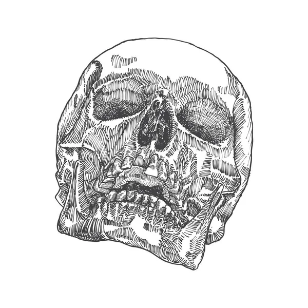 解剖的头骨手的素描画 — 图库矢量图片