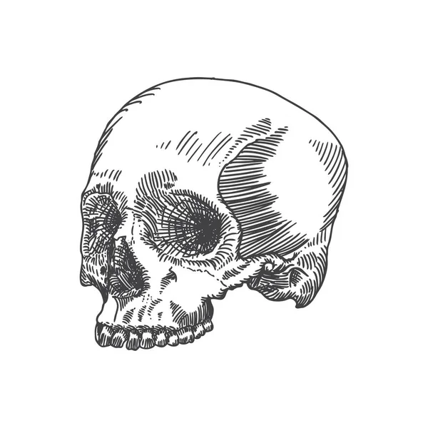 Calavera anatómica bosquejo dibujado a mano — Vector de stock