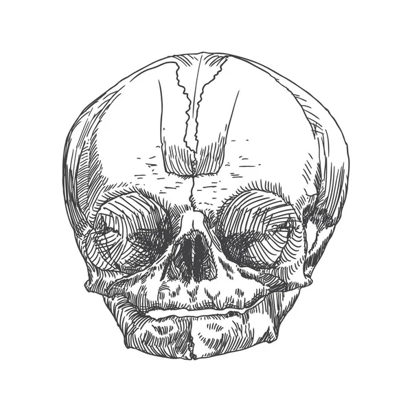 Schizzo anatomico del cranio di giovinezza o bambino — Vettoriale Stock