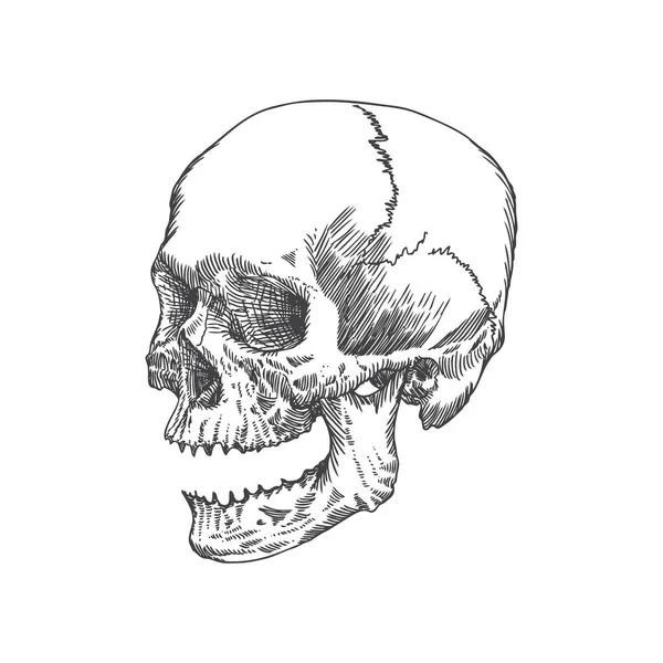 頭蓋骨の解剖学的な手描きのスケッチ — ストックベクタ