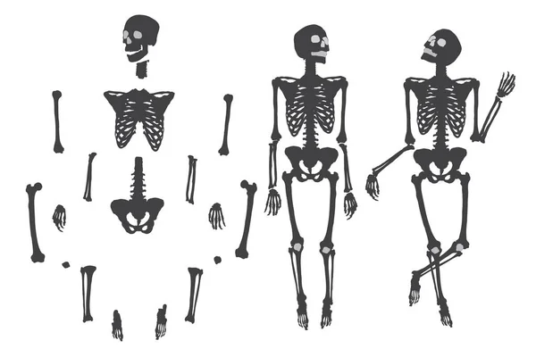 Conjunto de esqueletos humanos — Vetor de Stock