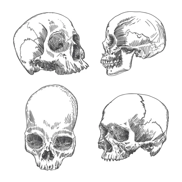 Serie di schizzi anatomici del cranio — Vettoriale Stock