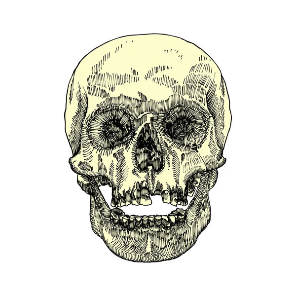 Анатомічний череп намальований ескіз — стоковий вектор