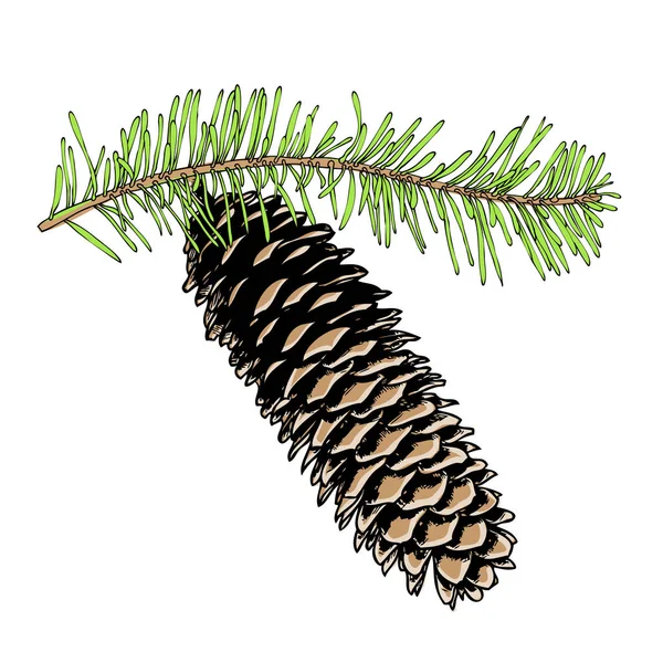 Pine cone hand getrokken schets — Stockvector