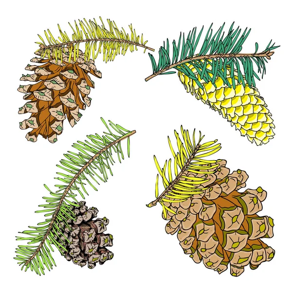 Conjunto de cones de pinheiro desenhados à mão —  Vetores de Stock