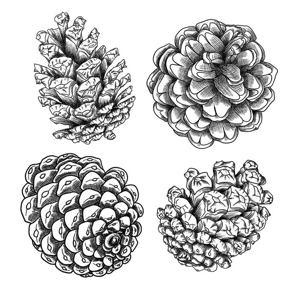 Set of hand drawn pine cones