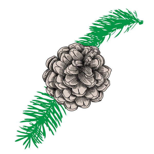 Pine cone hand drawn sketch