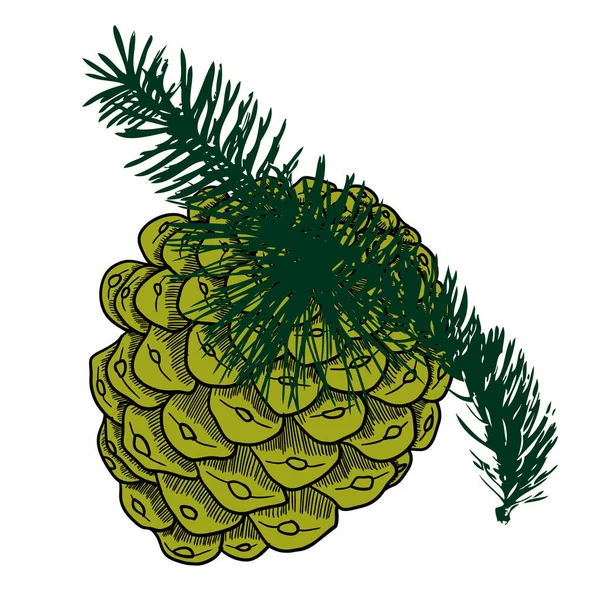 Pine cone hand drawn sketch — Stock Vector