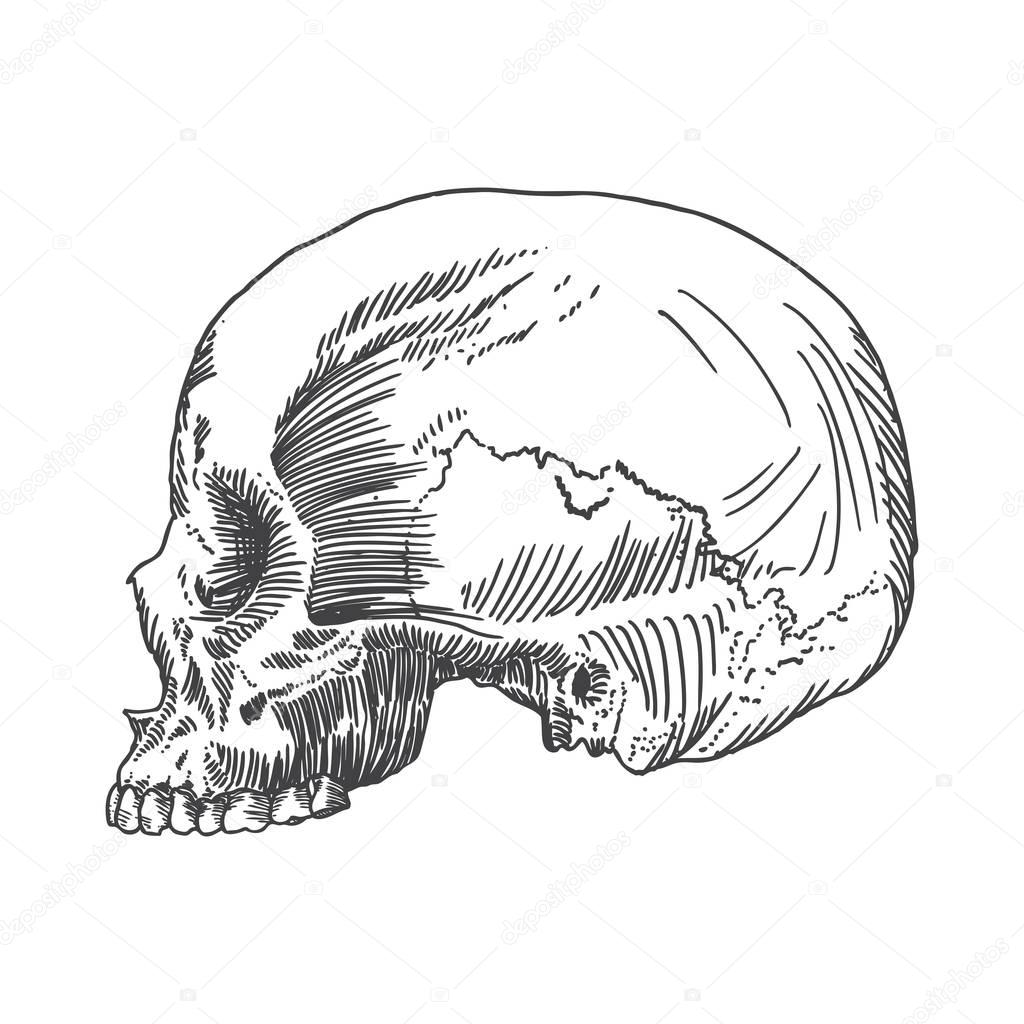 Anatomic skull hand drawn sketch