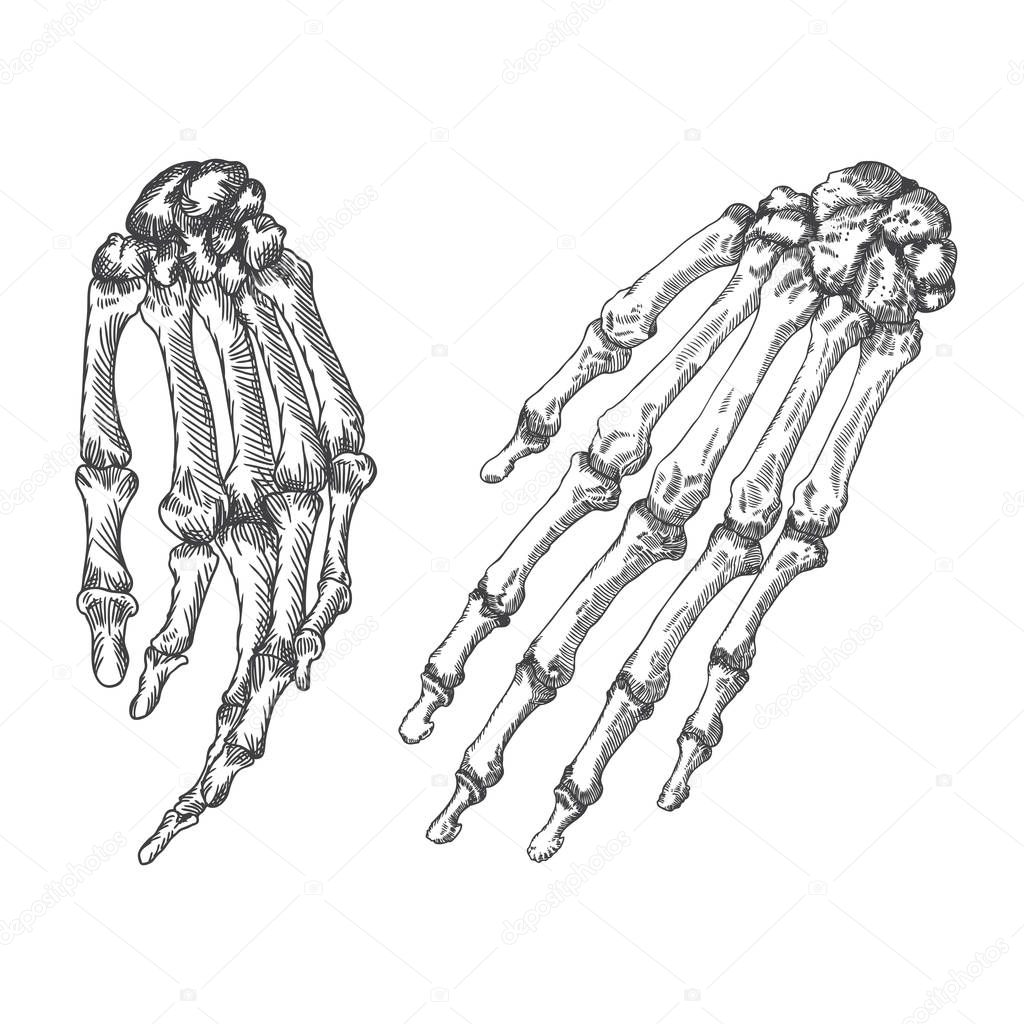 Human bones skeleton wrists drawing