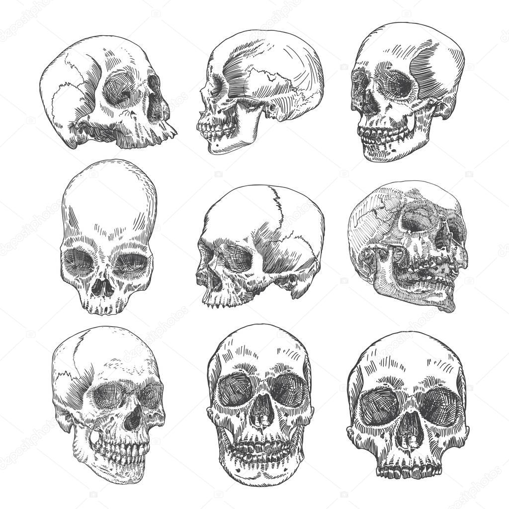 Set of anatomic skull sketches