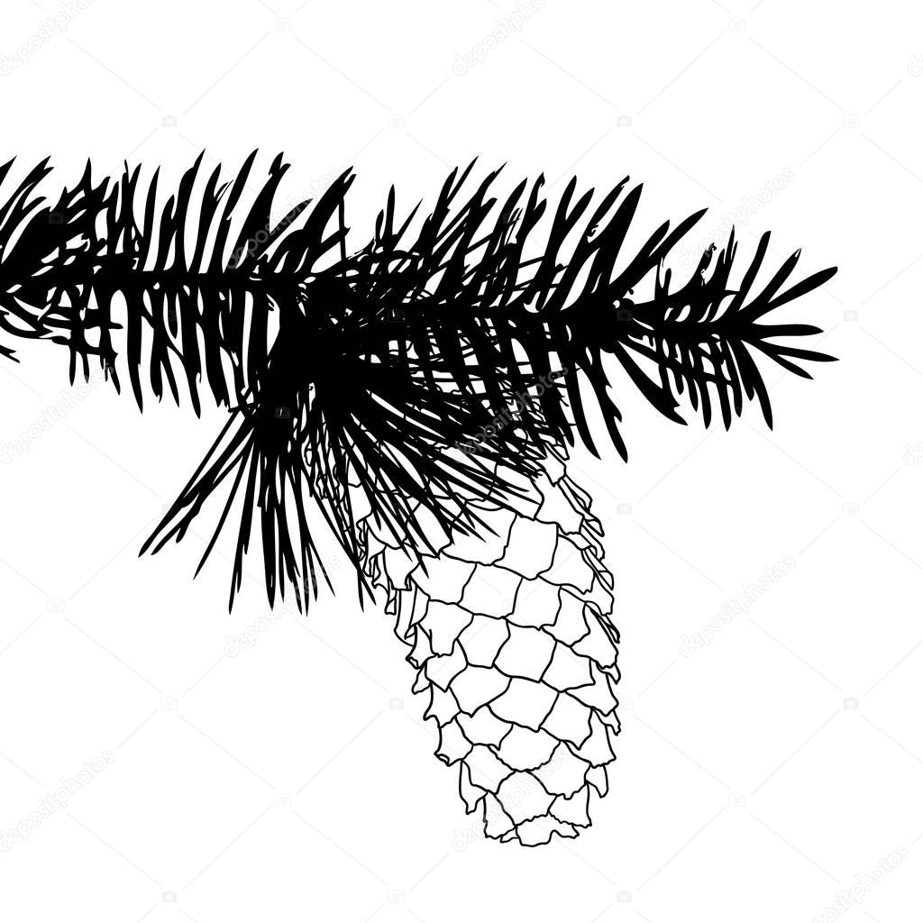 Pine cone hand drawn sketch