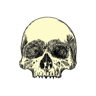 Anatomik kafatası kroki