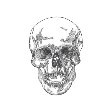 Anatomik kafatası kroki