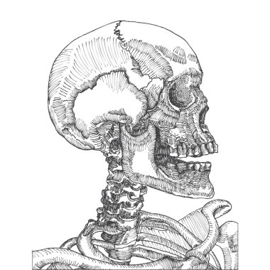 Anatomik kafatası kroki