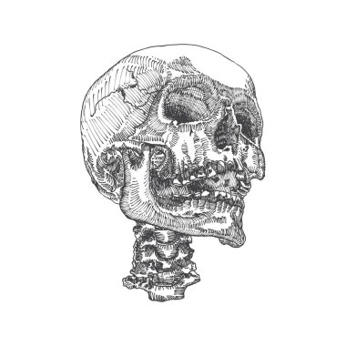 Anatomik kafatası kroki