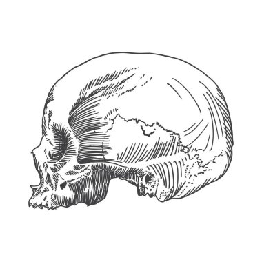 Anatomik kafatası kroki